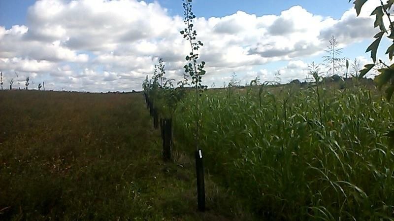 Fotografia de um sistema agroflorestal, exemplificando a sustentabilidade na agricultura